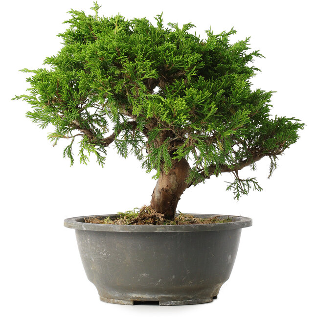 Juniperus chinensis Itoigawa, 23 cm, ± 15 anni