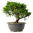 Juniperus chinensis Itoigawa, 23 cm, ± 15 jaar oud