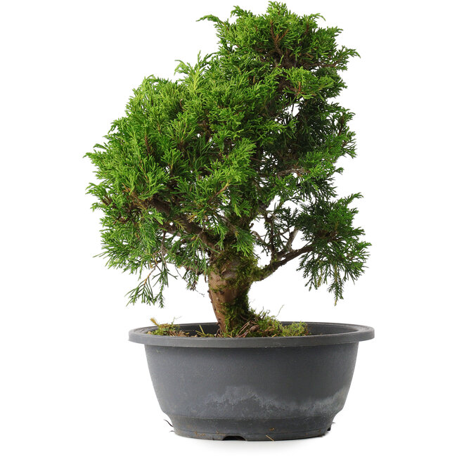 Juniperus chinensis Itoigawa, 27,5 cm, ± 15 ans