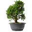 Juniperus chinensis Itoigawa, 27,5 cm, ± 15 jaar oud