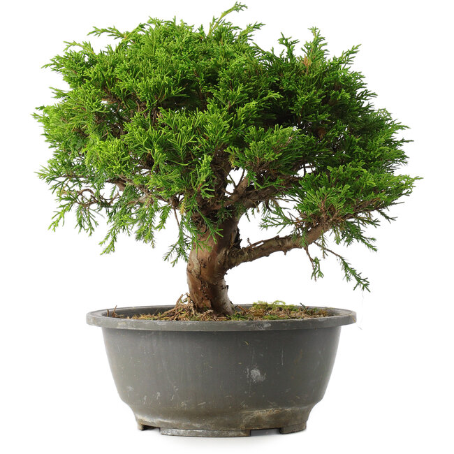 Juniperus chinensis Itoigawa, 23 cm, ± 15 ans