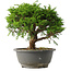 Juniperus chinensis Itoigawa, 23 cm, ± 15 jaar oud