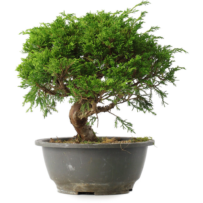 Juniperus chinensis Itoigawa, 23 cm, ± 15 years old