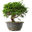 Juniperus chinensis Itoigawa, 23 cm, ± 15 jaar oud