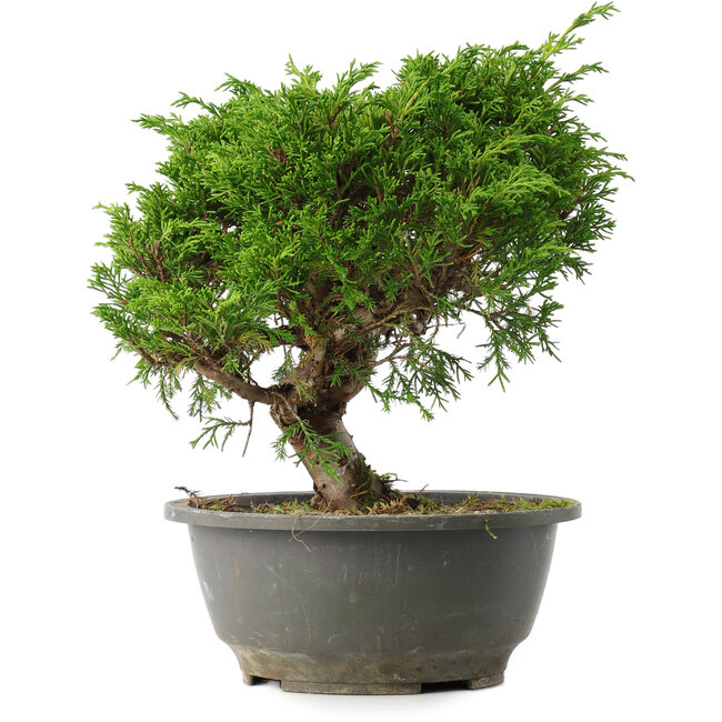 Juniperus chinensis Itoigawa, 23 cm, ± 15 jaar oud