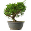 Juniperus chinensis Itoigawa, 23 cm, ± 15 jaar oud