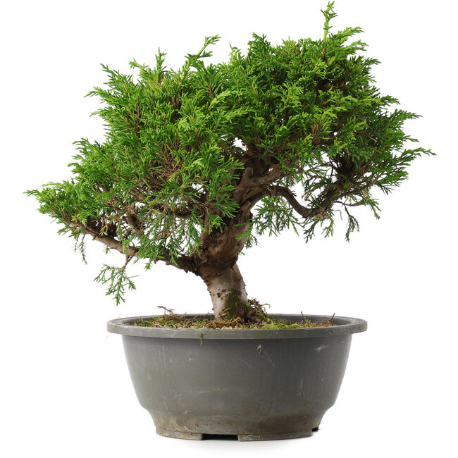 Juniperus chinensis Itoigawa, 23 cm, ± 15 años