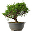Juniperus chinensis Itoigawa, 23 cm, ± 15 jaar oud
