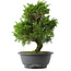 Juniperus chinensis Itoigawa, 30,5 cm, ± 15 jaar oud