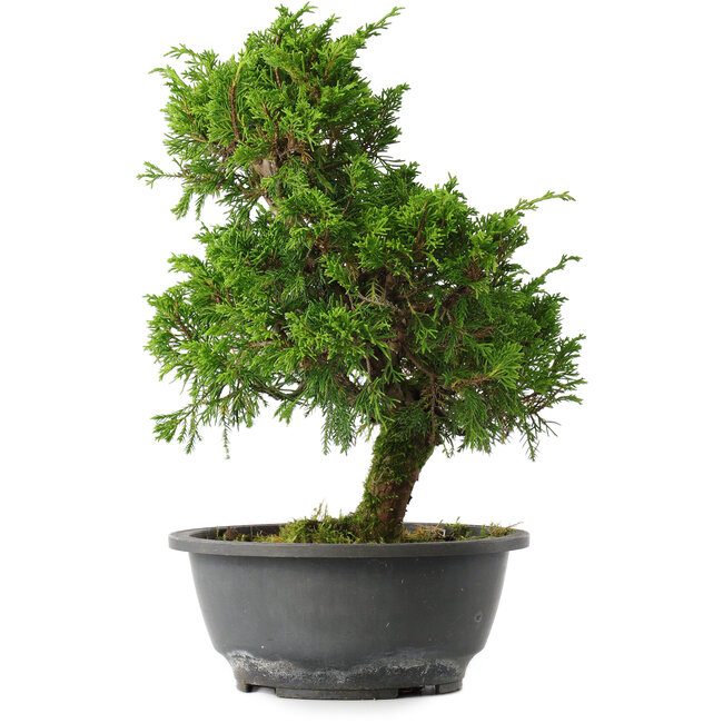 Juniperus chinensis Itoigawa, 30,5 cm, ± 15 jaar oud