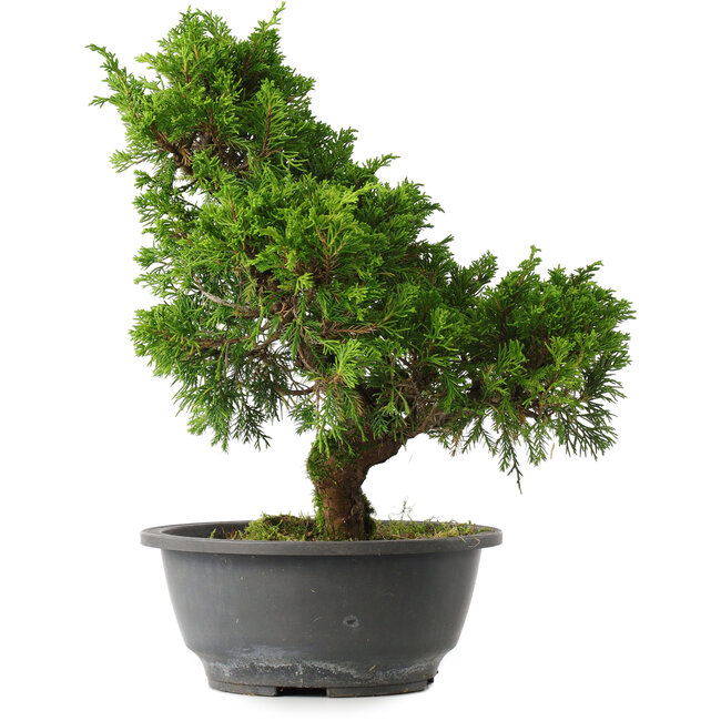 Juniperus chinensis Itoigawa, 30,5 cm, ± 15 anni