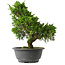 Juniperus chinensis Itoigawa, 30,5 cm, ± 15 jaar oud