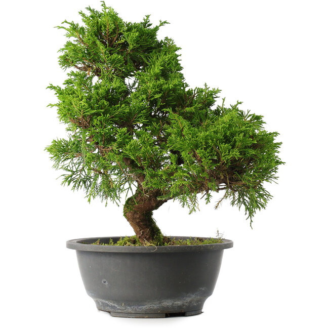 Juniperus chinensis Itoigawa, 30,5 cm, ± 15 ans
