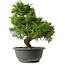 Juniperus chinensis Itoigawa, 30,5 cm, ± 15 jaar oud
