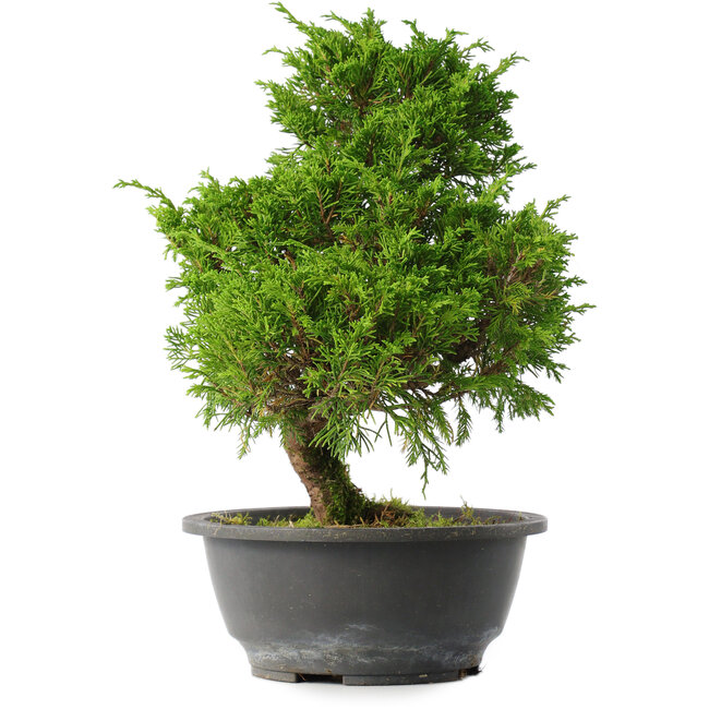 Juniperus chinensis Itoigawa, 30,5 cm, ± 15 años