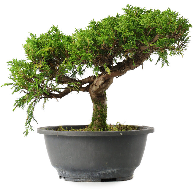 Juniperus chinensis Itoigawa, 22,5 cm, ± 15 jaar oud