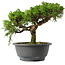 Juniperus chinensis Itoigawa, 22,5 cm, ± 15 jaar oud