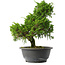 Juniperus chinensis Itoigawa, 30,5 cm, ± 15 jaar oud
