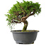 Juniperus chinensis Itoigawa, 22,5 cm, ± 15 jaar oud