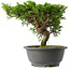 Juniperus chinensis Itoigawa, 22,5 cm, ± 15 jaar oud
