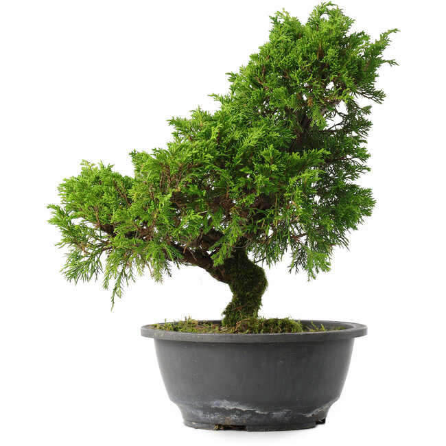 Juniperus chinensis Itoigawa, 30,5 cm, ± 15 anni