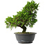Juniperus chinensis Itoigawa, 30,5 cm, ± 15 jaar oud