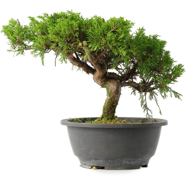 Juniperus chinensis Itoigawa, 22,5 cm, ± 15 anni