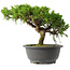 Juniperus chinensis Itoigawa, 22,5 cm, ± 15 jaar oud