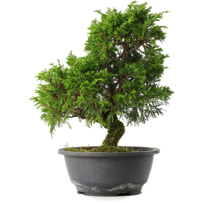 Juniperus chinensis Itoigawa, 30,5 cm, ± 15 ans