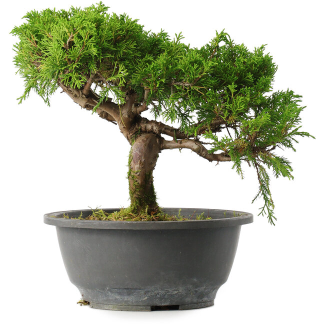 Juniperus chinensis Itoigawa, 22,5 cm, ± 15 años