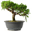 Juniperus chinensis Itoigawa, 22,5 cm, ± 15 jaar oud
