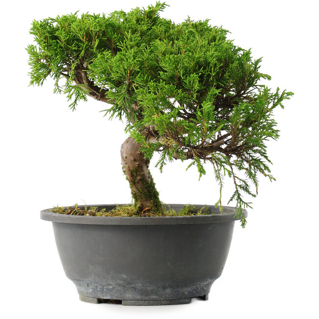 Juniperus chinensis Itoigawa, 22,5 cm, ± 15 ans