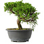 Juniperus chinensis Itoigawa, 22,5 cm, ± 15 jaar oud