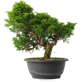 Juniperus chinensis Itoigawa, 27,5 cm, ± 15 jaar oud