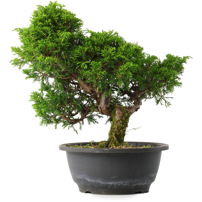 Juniperus chinensis Itoigawa, 27,5 cm, ± 15 jaar oud