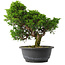 Juniperus chinensis Itoigawa, 27,5 cm, ± 15 jaar oud