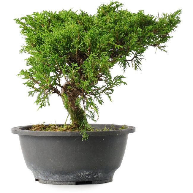 Juniperus chinensis Itoigawa, 22,5 cm, ± 15 years old