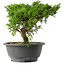 Juniperus chinensis Itoigawa, 22,5 cm, ± 15 jaar oud