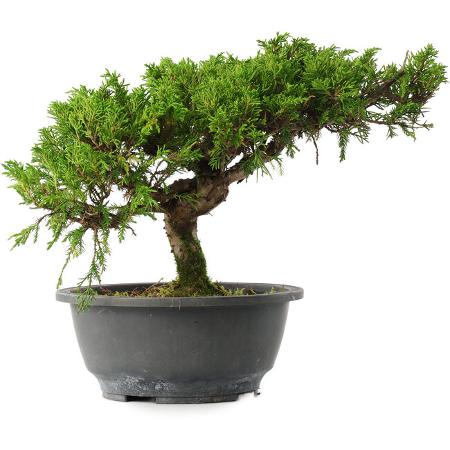 Juniperus chinensis Itoigawa, 22,5 cm, ± 15 jaar oud