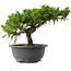 Juniperus chinensis Itoigawa, 22,5 cm, ± 15 jaar oud