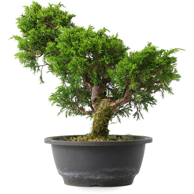 Juniperus chinensis Itoigawa, 27,5 cm, ± 15 años