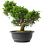 Juniperus chinensis Itoigawa, 27,5 cm, ± 15 jaar oud