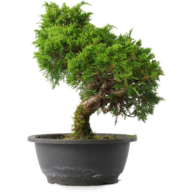 Juniperus chinensis Itoigawa, 27,5 cm, ± 15 years old