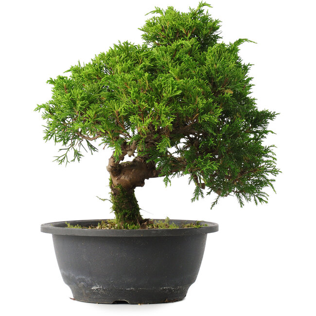Juniperus chinensis Itoigawa, 27,5 cm, ± 15 anni