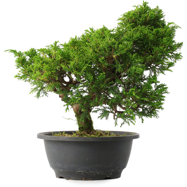 Juniperus chinensis Itoigawa, 27,5 cm, ± 15 ans