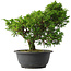 Juniperus chinensis Itoigawa, 27,5 cm, ± 15 jaar oud