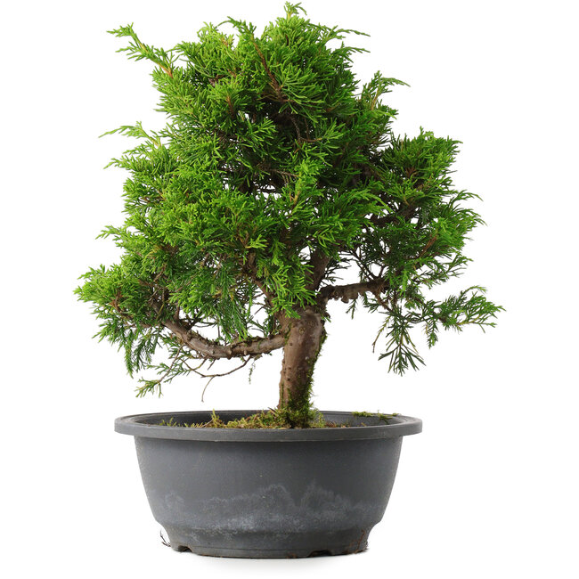 Juniperus chinensis Itoigawa, 27,5 cm, ± 15 anni