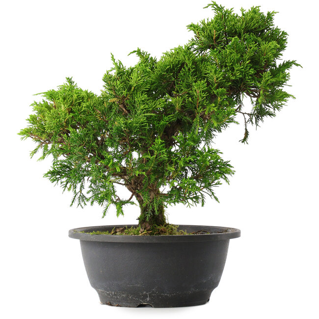Juniperus chinensis Itoigawa, 27,5 cm, ± 15 anni