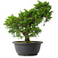 Juniperus chinensis Itoigawa, 27,5 cm, ± 15 jaar oud