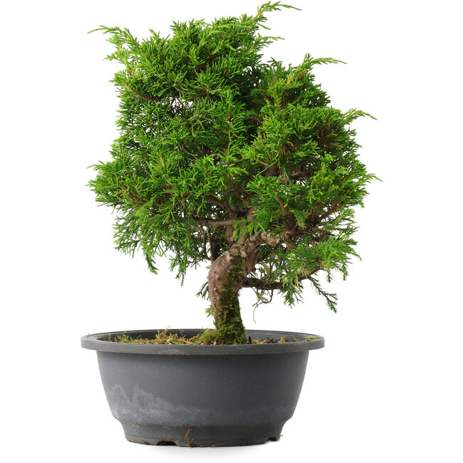 Juniperus chinensis Itoigawa, 27,5 cm, ± 15 Jahre alt
